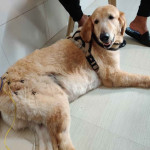 AcuVet Veterinary Speciality Clinic