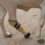 Saket Plastic Animal Prosthesis, Packaging Type: Box