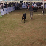 ANS Dog Training Centre