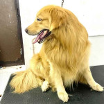 Dog Grooming Services and Anti Flea Treatment