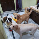 Care For Pets[Cat and Dog creche]