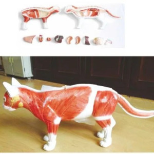 Cat Anatomical Model