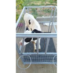Cow Calf Cage Table Egg