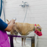Cure & Care Pet