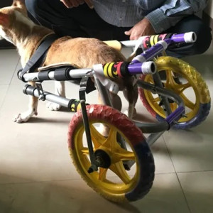 Dog Wheelchair Cart