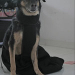 Dog Cat Drag Bag