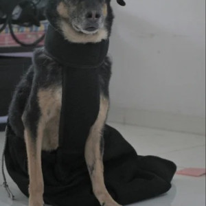 Dog Cat Drag Bag