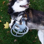 Dog Front Leg Prosthesis