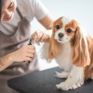 Large Dog Nail Clipper With Filer