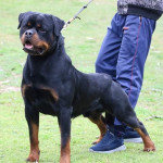 Dog Training Services , Morning