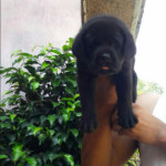 Dog Training Services, 1 Month