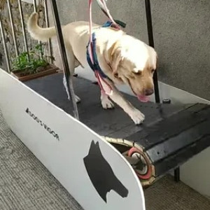 Electric curved Dog Treadmill