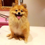 Doodle Over Poodle, Pet Grooming & Pet Clinic