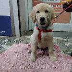 Dr.Aher's Pet Care Center Grooming Services