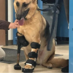 Animal Prosthesis Orthoses