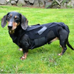 Saket Ortho Animal Orthosis