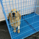 P&C Pet Choice Animal Hospital