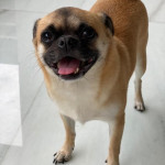 Pet Grooming At Home In Delhi NCR — YourPetStop