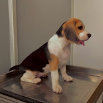 Petaegis Veterinary Hospital