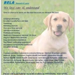 Pets Station For Pets Boarding