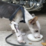 LEG ANIMAL ORTHOSIS Equipment