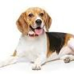 Sanchu Animal Hospital — Velachery Grooming Services