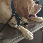 The Amrita Pet Care Clinic