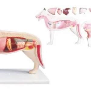 Dog Anatomical Model