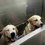 The Pets Spa & Shop