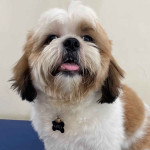 VETCARE PetClinic