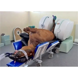 Esaote Open Upright Veterinary MRI - G-Scan